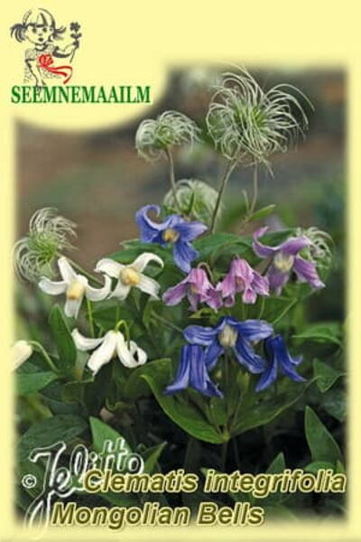 Solitary clematis "Mongolian Bells" (Border clematis)