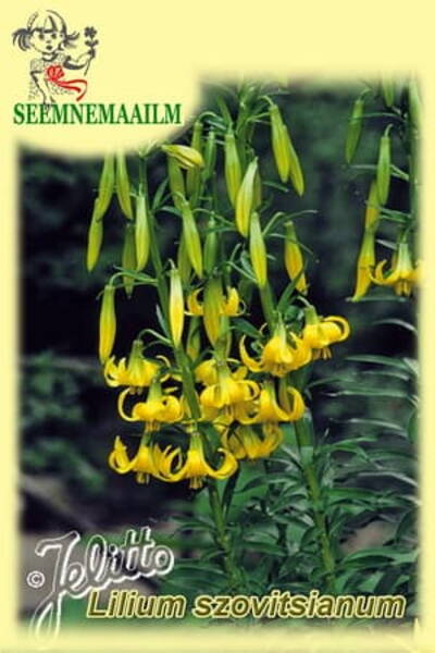 Szovitsi liilia Lilium szovitsianum