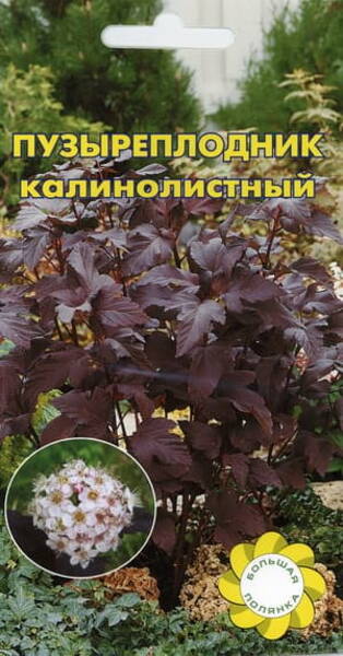 Lodjap-põisenelas Physocarpus opulifolius