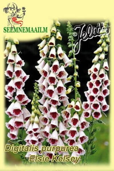 Sõrmkübar verev "Elsie Kelsey"