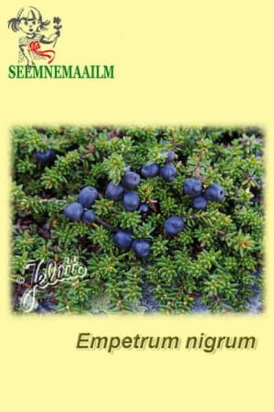 Black crowberry