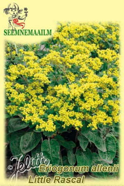 Shale Barrens Buckwheat "Little Rascal"