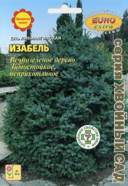 Likiangi kuusk "Isabel" Picea likiangensis