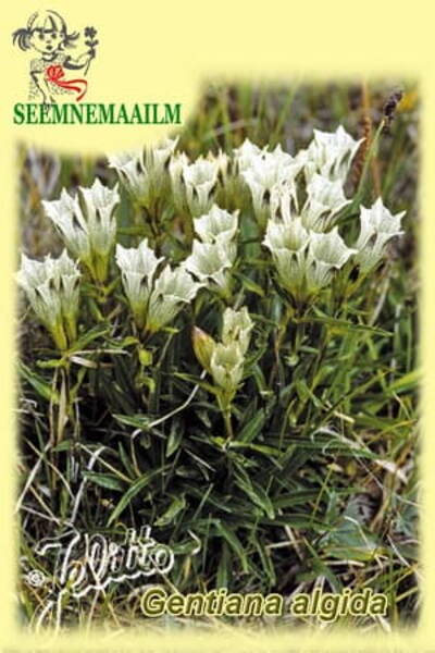 Gentiana algida