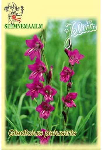 Гладиолус болотный (Шпажник) Gladiolus palustris