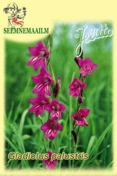 Гладиолус болотный (Шпажник) Gladiolus palustris