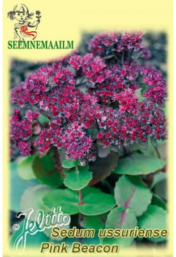 Седум уссурийский "Pink Beacon" (очиток) Sedum ussuriense