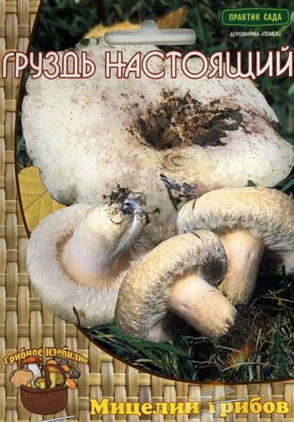 Valge riisikas Lactarius resimus