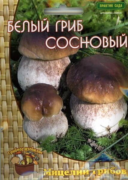 Männipuravik Boletus pinophilus