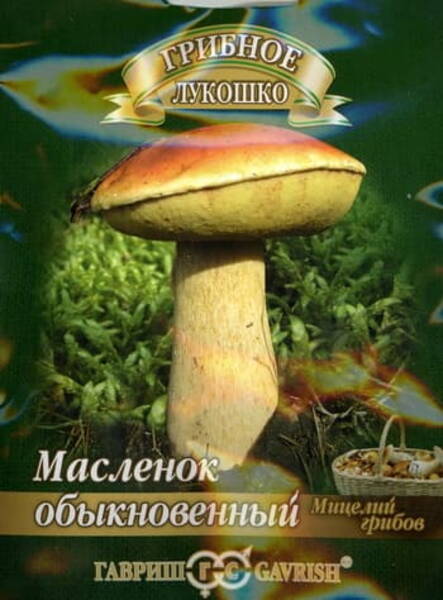 Võitatik Suillus luteus