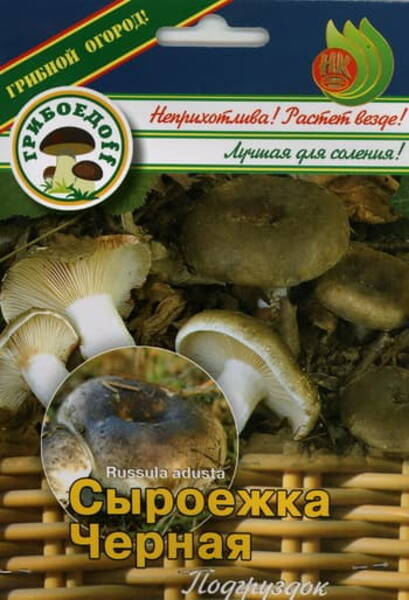 Mustjas pilvik (tuhm pilvik) Russula adusta
