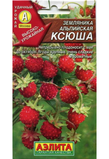 Alpine strawberry "Ksjusha"