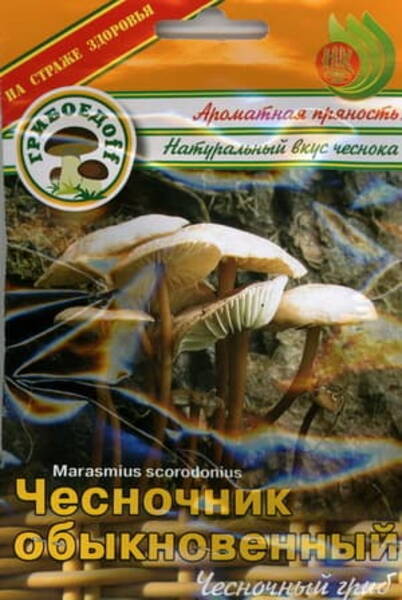 Küüslauk-nööbik (leemelehik) Marasmius scorodonius
