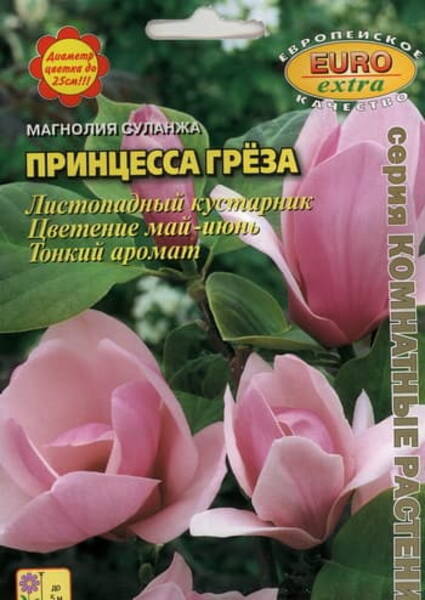 Магнолия суланжа "Принцесса Грёз"