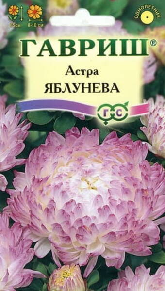 Aster "Yabluneva"