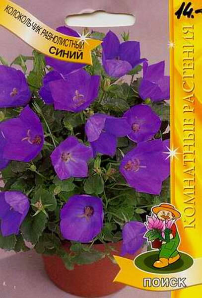 Rippkellukas "Sinine" Campanula isophylla