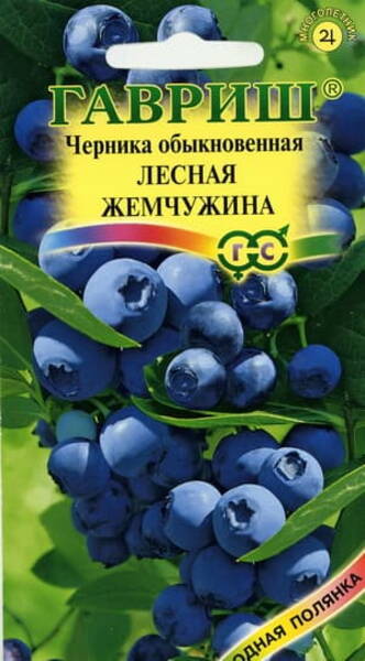 Черника обыкновенная "Лесная жемчужина" (Vaccinium myrtillus)