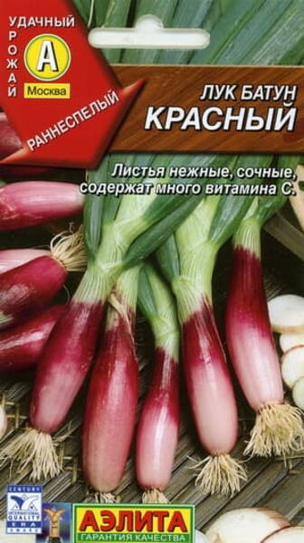  Salladslök "Krasny" (röd pipslök)