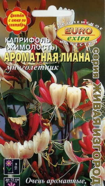 Lõhnav kuslapuu "Aromatnaja Liana" Lonicera caprifolium