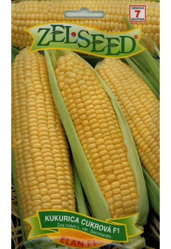 Sweet corn "Elan" F1