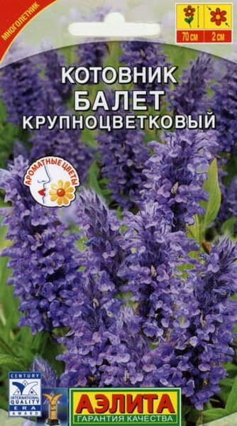Котовник крупноцветковый "Балет" (Nepeta grandiflora)