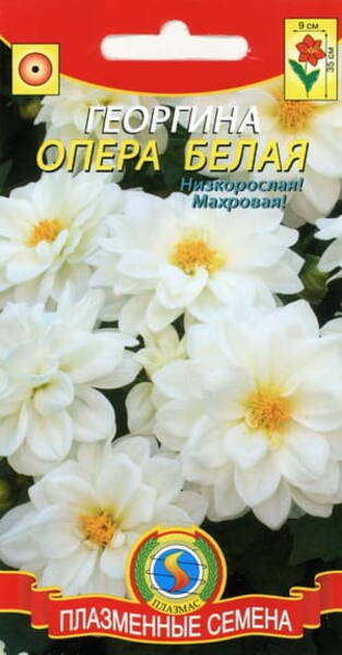 Dahlia "Opéra Blanc" Dahlia "Opéra Blanc"