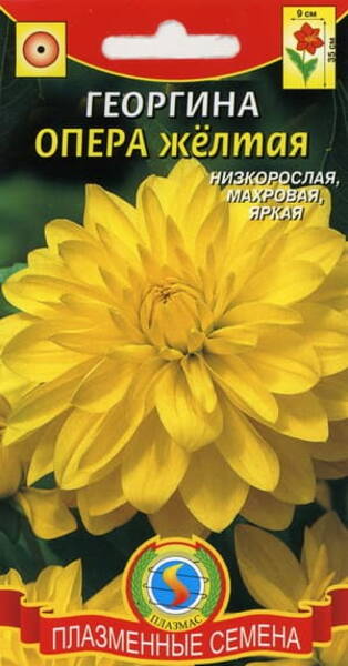 Daalia "Opera Yellow" Dahlia variabilis dwarf double Daalia "Opera Yellow" Dahlia variabilis dwarf double