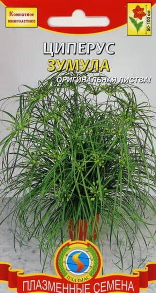 Vahelduvaheline lõikhein "Zumula" Cyperus alternifolius