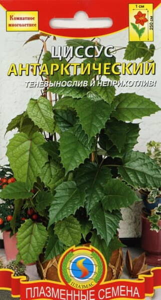 Циссус антарктический (Cissus antarctica)