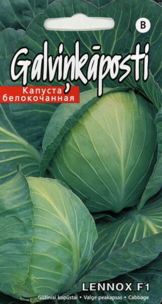 White cabbage "Lennox" F1 White cabbage "Lennox" F1