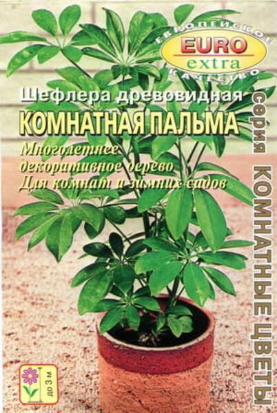 Võra-sõrmlehik "Komnatnaja palma" Schefflera arboricola Võra-sõrmlehik "Komnatnaja palma" Schefflera arboricola