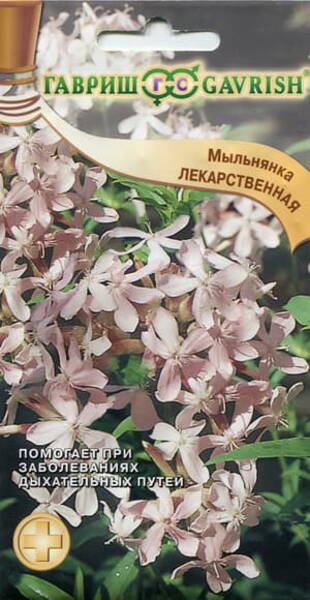 Мыльнянка лекарственная (Saponaria officinalis)