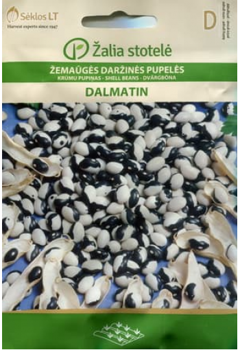 Dwarf shell bean "Dalmatin"