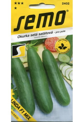 Salad cucumber "Linda" F1
