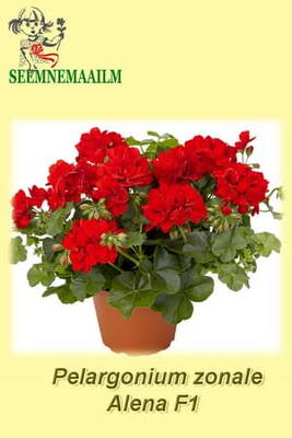 Pelargonium "Alena" F1