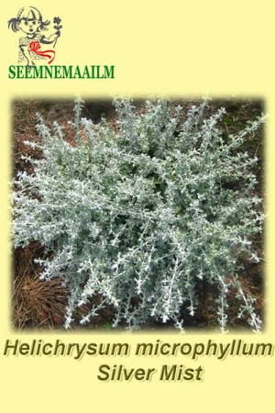 Silvereternell "Silver Mist"