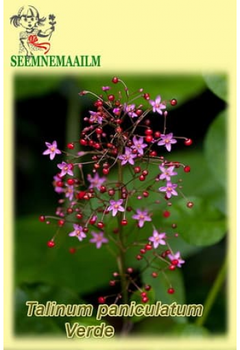 Pööris-habrasõis "Verde" Talinum paniculatum