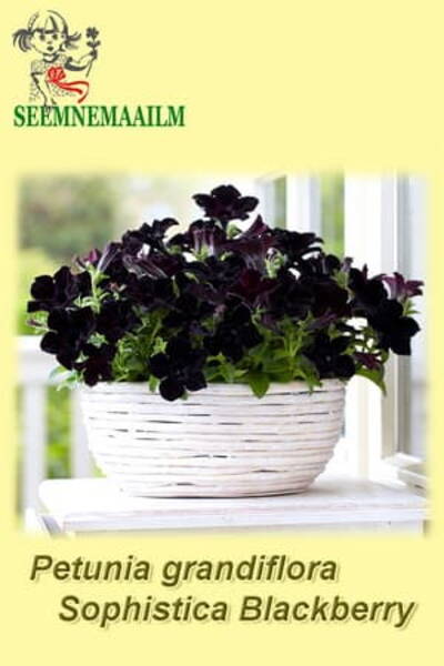 Petunia "Sophistica Black" F1 Petunia "Sophistica Black" F1