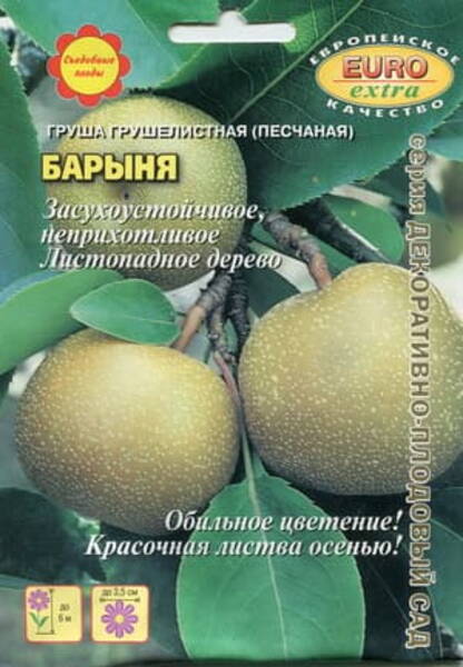 Liiv-pirnipuu "Barynja" Pyrus pyrifolia