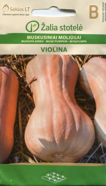 Musсat pumpkin "Violina"