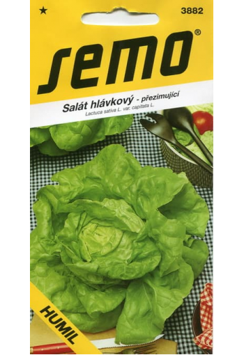 Head lettuce "Humil"