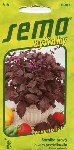 Basilika "Purple Opaal"