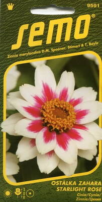 Zinnia marylandica "Zahara Starlight Rose"