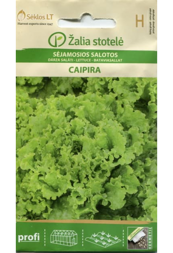 Leaf lettuce "Caipira"