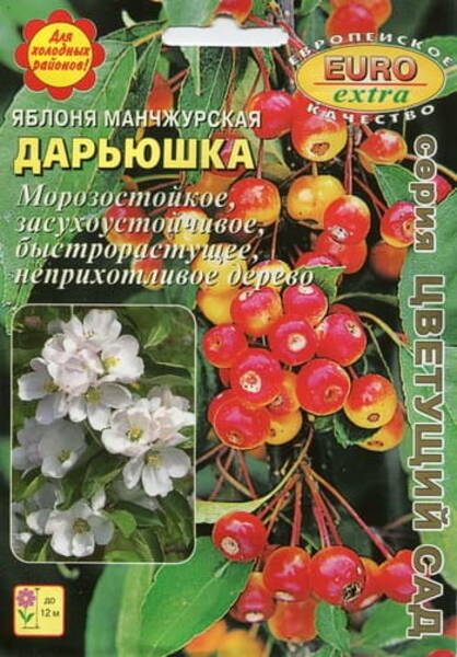 Mariõunapuu mandžuuria "Darjushka"