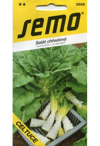 Stem lettuce "Celtuce" (Asparagus lettuce)