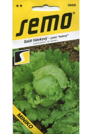 Iceberg lettuce "Miniko" 
