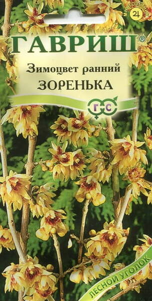 Varane taliõis "Zorenka" Chimonanthus praecox