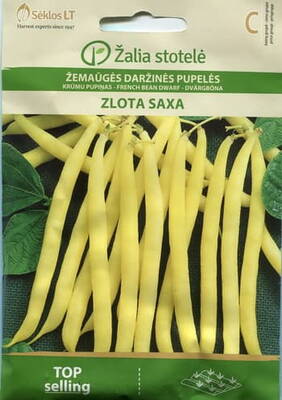 French bean dwarf "Zlota Saxa"