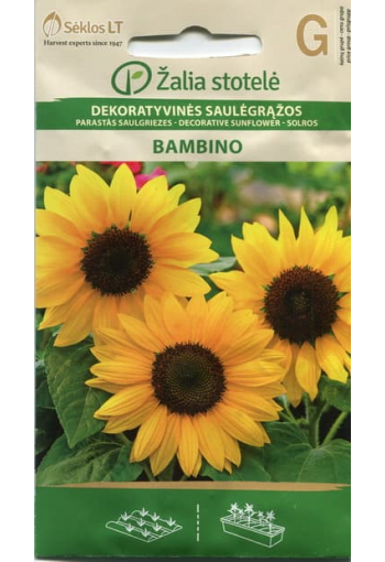 Sunflower "Bambino" (low)